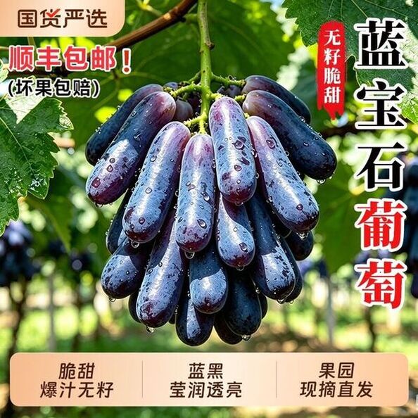 正宗新鲜金手指葡萄新鲜蓝宝石无籽黑提大果黑美人指孕妇葡萄水果500g